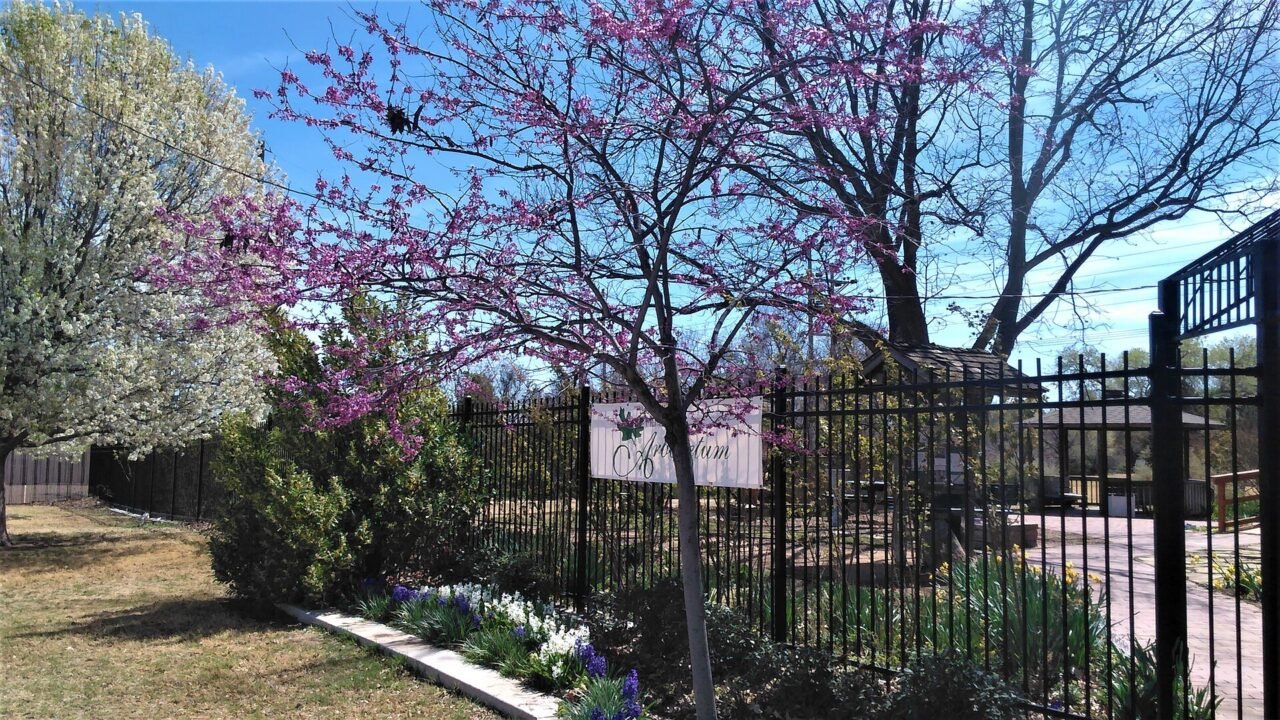 Flowering trees at the Lubbock Memorial Arboretum