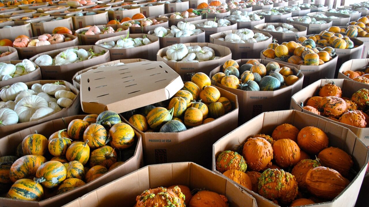Pumpkins for sale in Floydada, Texas