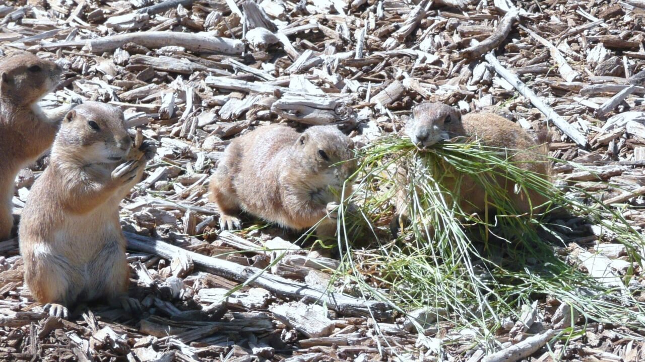 Prairie dogs at Prairie Dog Town in Lubbock