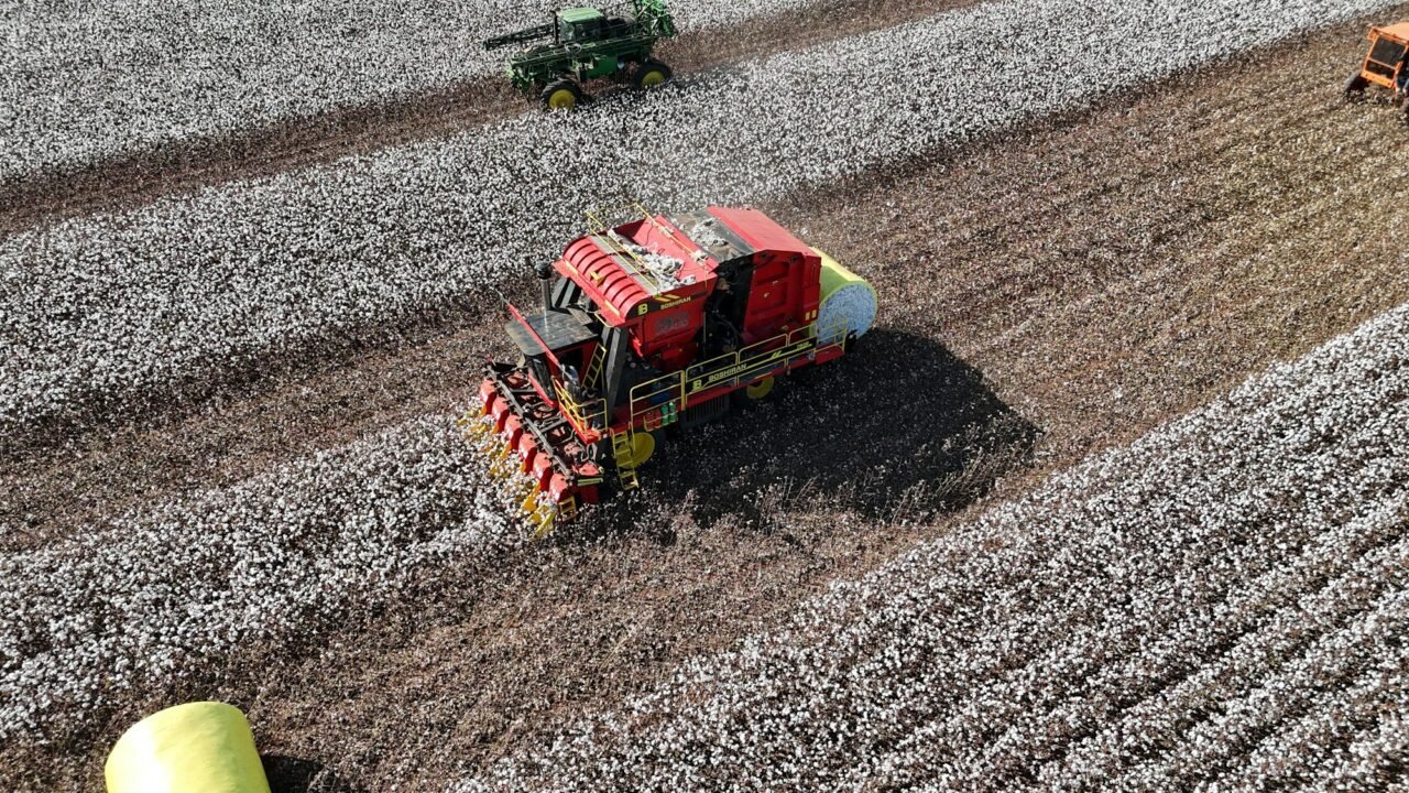 A cotton harvester working a field at harvest time.