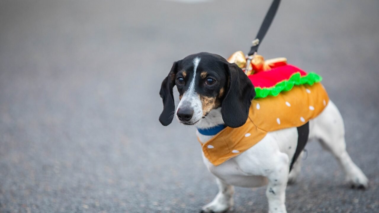 A black-and-white dachshund on a leash wearing a hot dog costume at a trunk-or-treat event