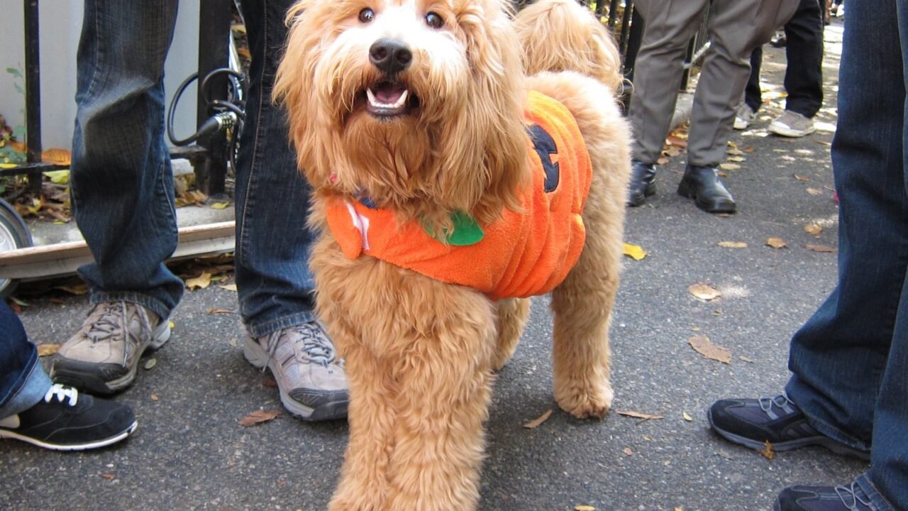A fluffy golden dog wearing an orange pumpkin costume that leaves its face uncovered stands on a sidewalk.